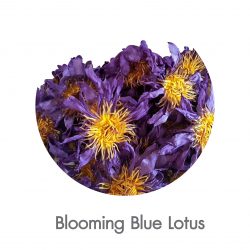 Blue Lotus